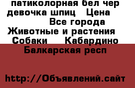 патиколорная бел/чер девочка шпиц › Цена ­ 15 000 - Все города Животные и растения » Собаки   . Кабардино-Балкарская респ.